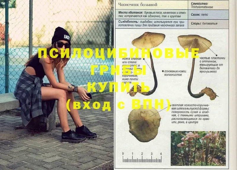 где купить наркотик  Боровичи  Галлюциногенные грибы MAGIC MUSHROOMS 