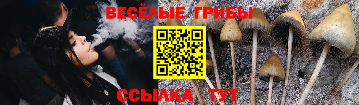 закладки  Боровичи  Галлюциногенные грибы MAGIC MUSHROOMS 